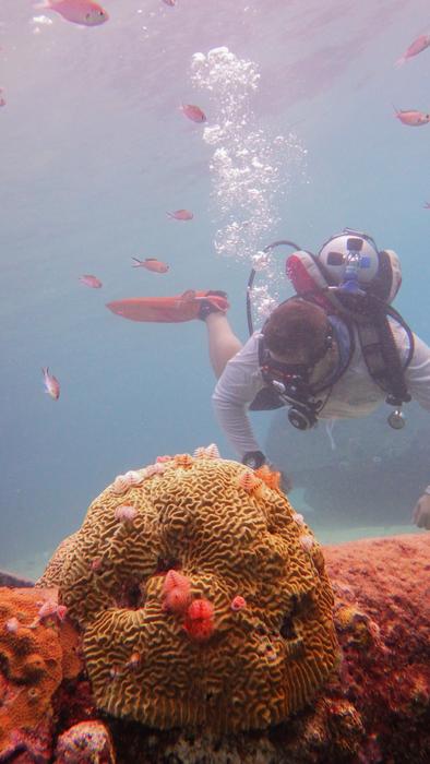 Research team diving during sampling off the island of Curaçao (Caribbean Sea).