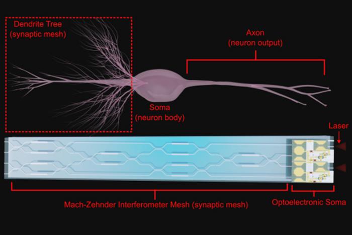 Brain inspired Optoelectronic Computing v2