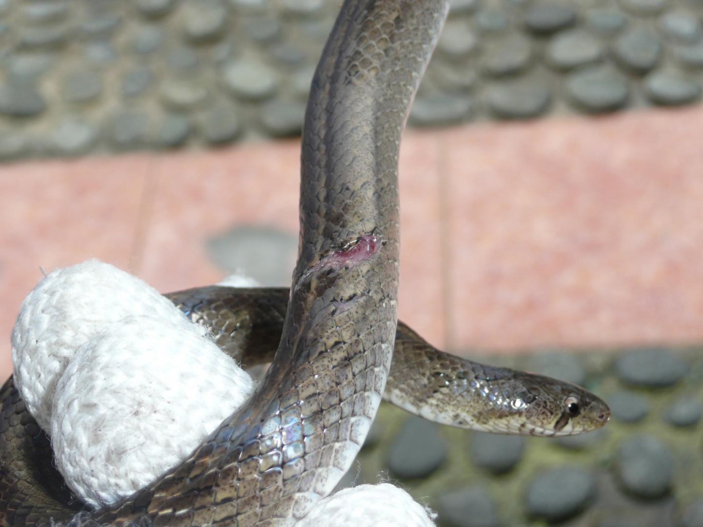 Snake Study Supports Longer Life for Less Aggressive Sex (1 of 3)