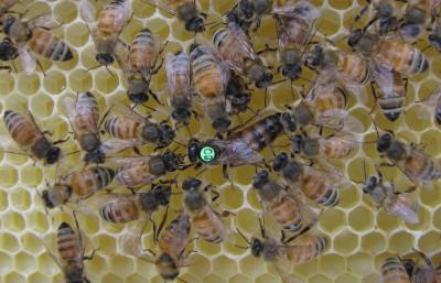Bees