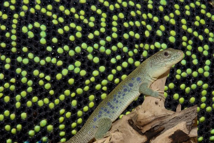 Southwestern European lizard