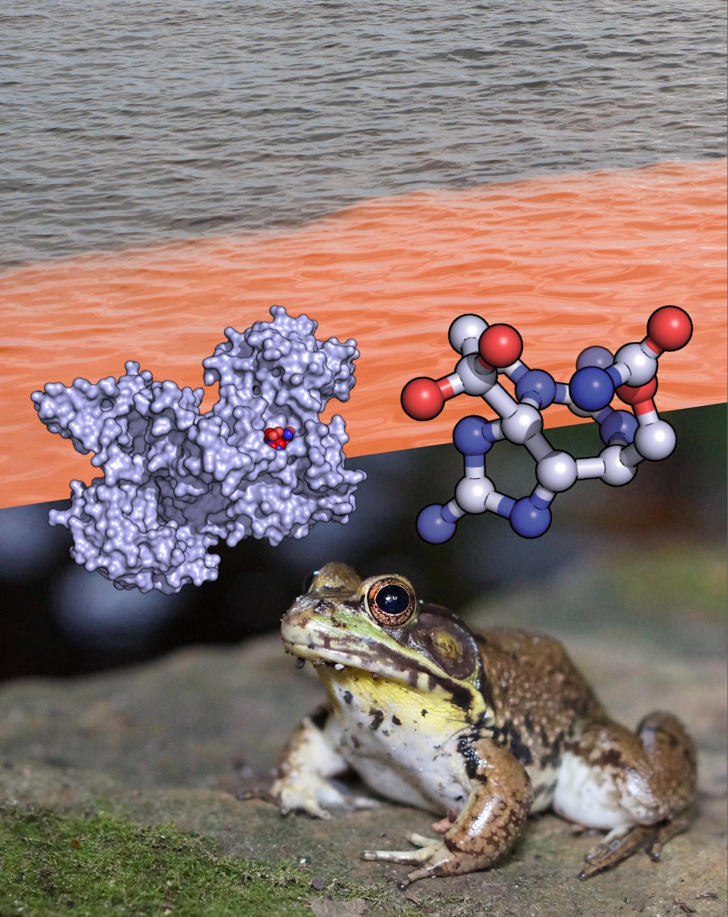 Structure of the STX Complex Reveals a Convergent Molecular Recognition Strategy (1 of 2)