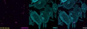 TRIM21 co-localising with cell-invading adenoviruses