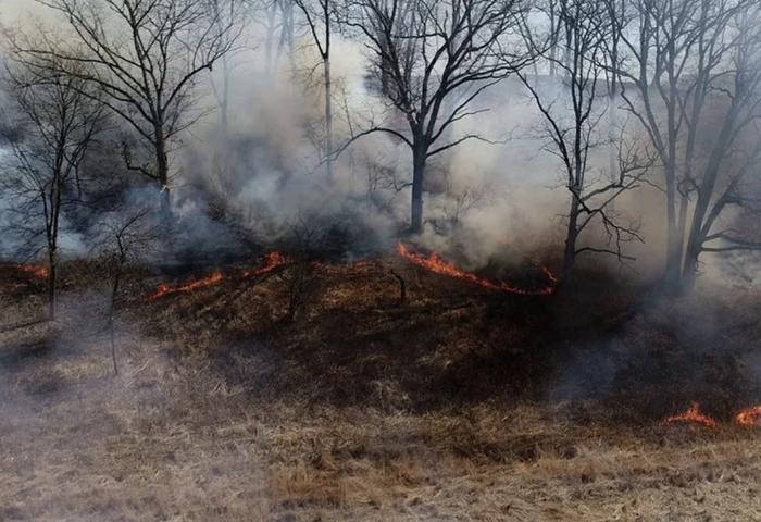 fire in forest