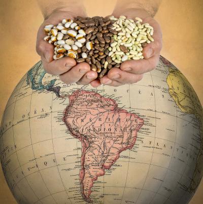 Hands Holding Common Bean Varieties above Globe with American Continents Facing Camera