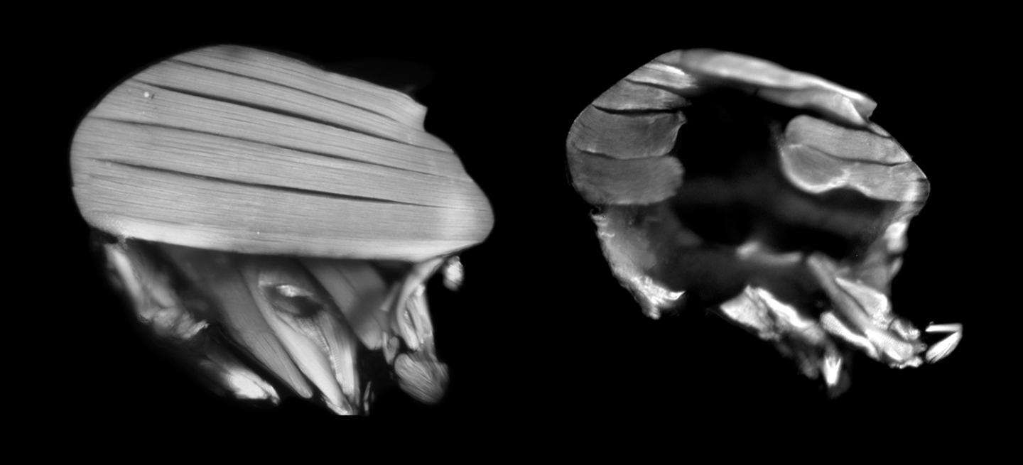 Fruit Flies