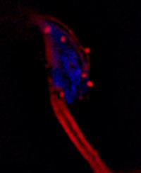 Oviductosomes Fuse with Sperm Head and Midpiece
