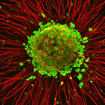 Zhang Motor Neurons