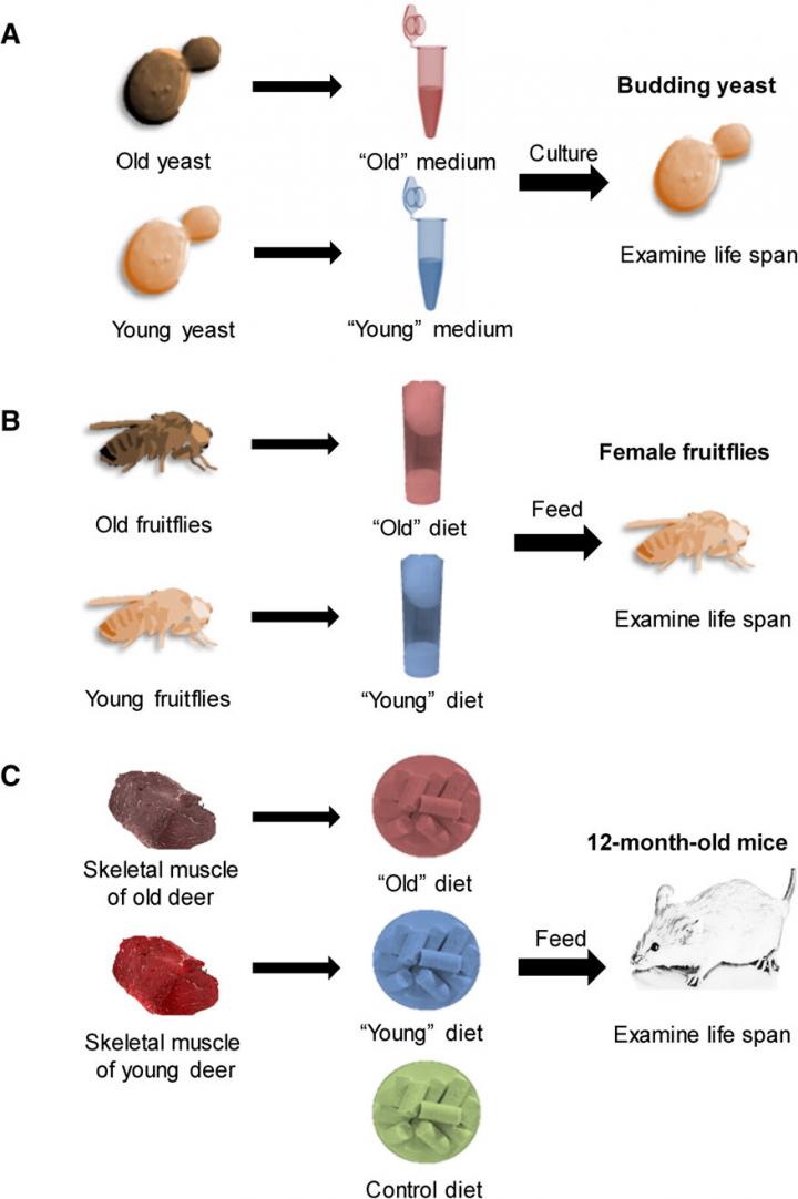 'Old Food' Diet Experiment Shows Molecular Changes Can Shorten Lifespan (2 of 2)