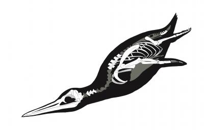 Penguin Fossil Paints a Portrait of Ancient Feathers (2 of 13)
