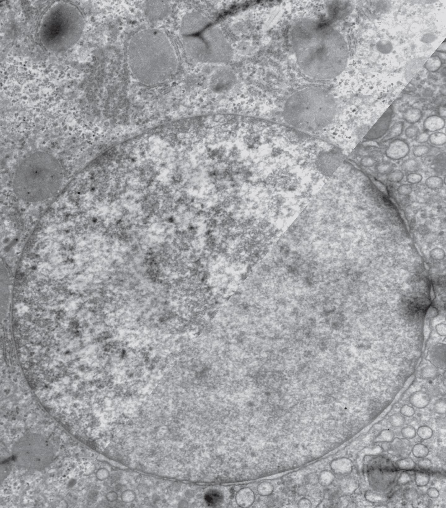 Split Cell