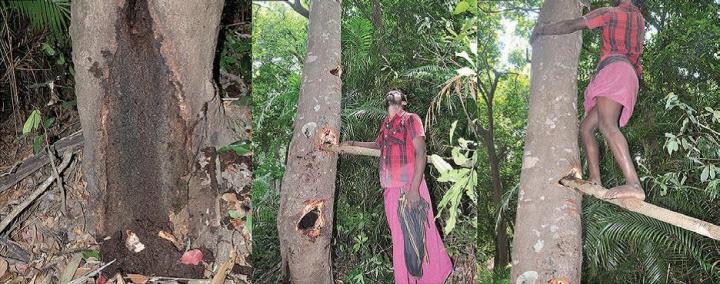 Crabs Climb up the Trunk of <i>Cinnamomum verum</i>