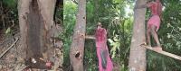 Crabs Climb up the Trunk of <i>Cinnamomum verum</i>