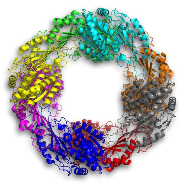 Enzyme 5NAA-A is Rare and Performs Odd Reaction