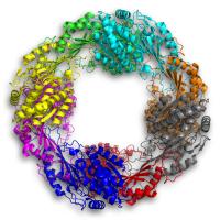 Enzyme 5NAA-A is Rare and Performs Odd Reaction