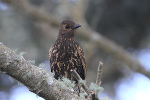Tristan Thrush