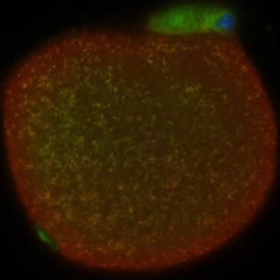 Mitochondria in Egg