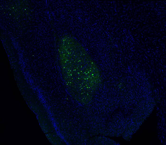 Mouse neurons that control alcohol-isolation connection