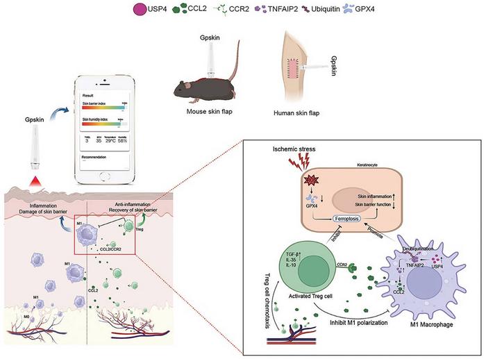 Skin Barrier Monitoring Reveals Early Signals of Flap Necrosis.