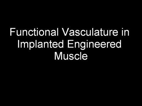 Vasculature in Action