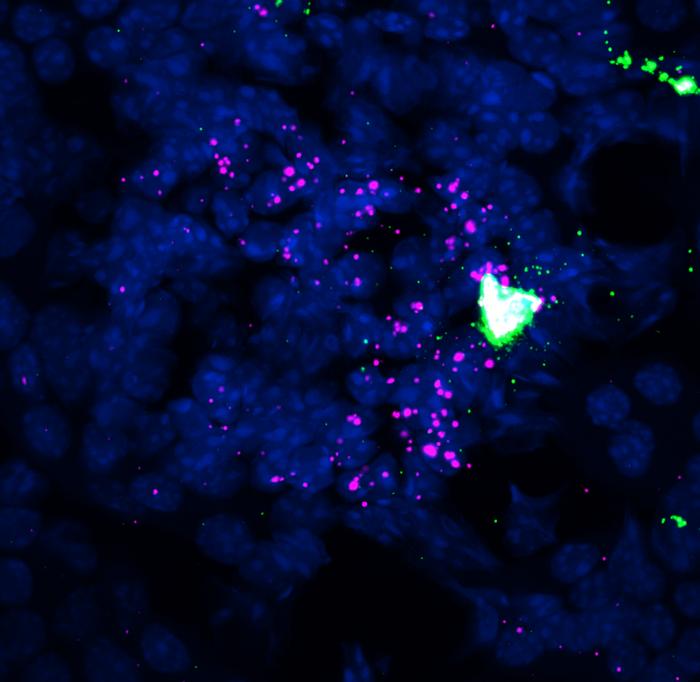 Study reveals a key hormonal circuit in the kidneys