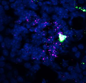 Study reveals a key hormonal circuit in the kidneys