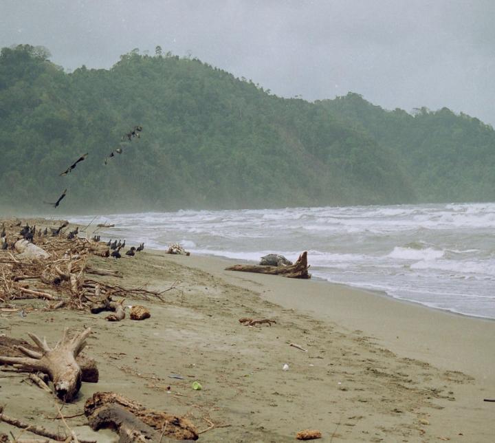 Beach Debris (2 of 2)