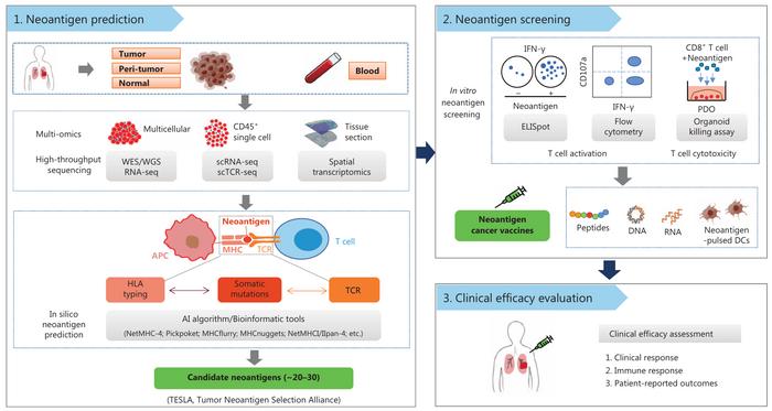 Schematic for the clinical implementation of neoantigen-based cancer vaccines.