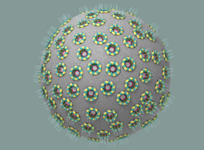 nuclear pores