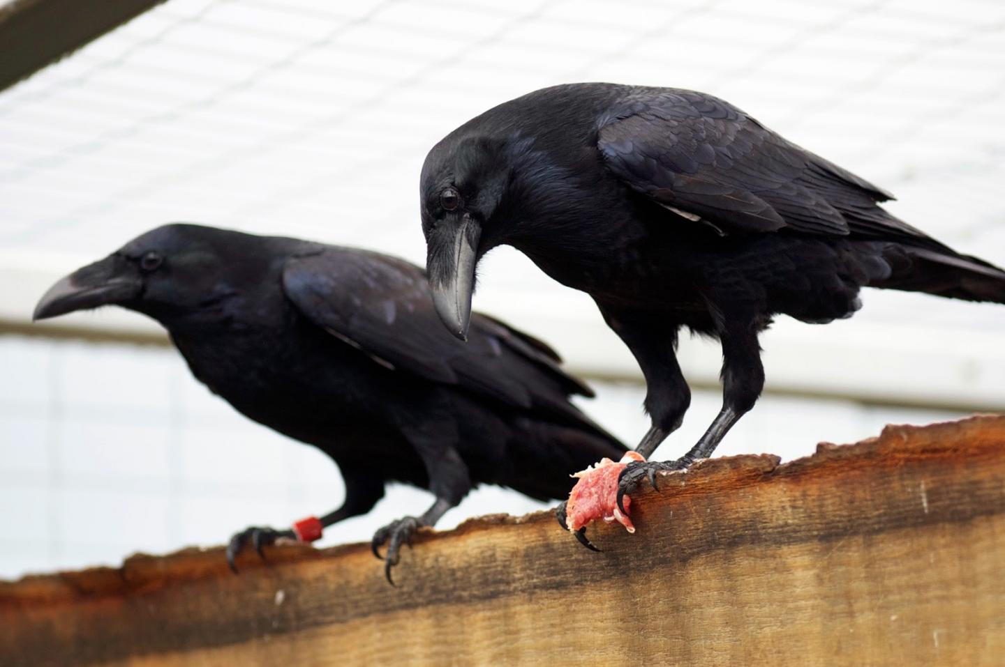 Raven (3/3)