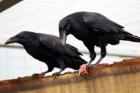 Raven (3/3)