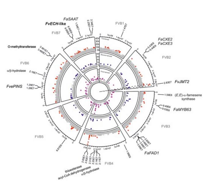 FvJMT2 is a candidate gene for the biosynthesis of methyl benzoate and methyl cinnamate.