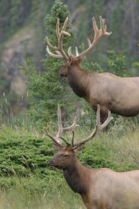 Elk in Study Area