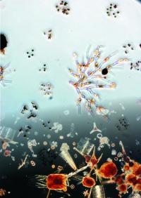 Plankton Community