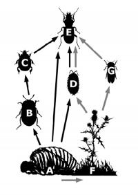 Graphic