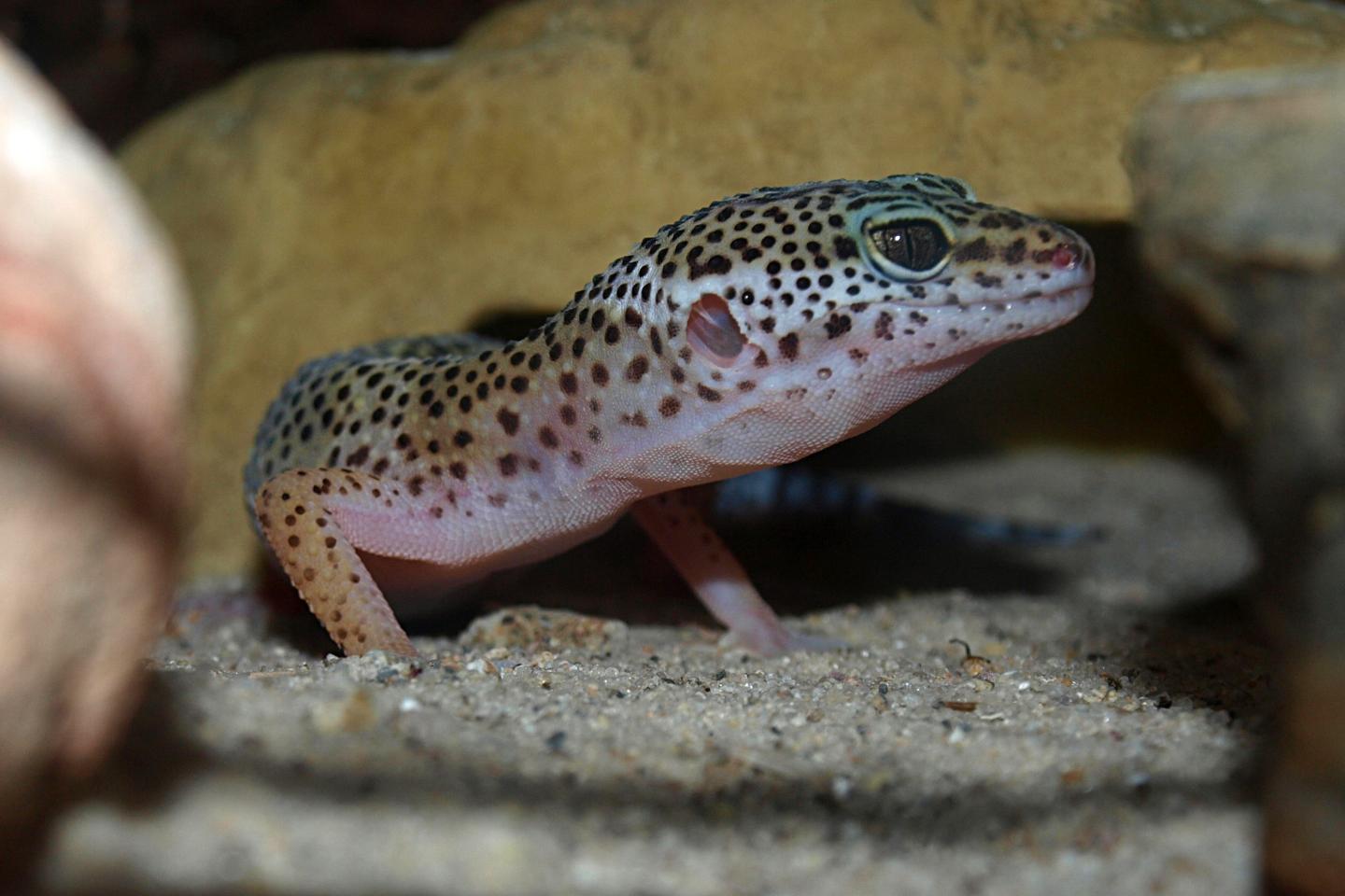 Lizzard