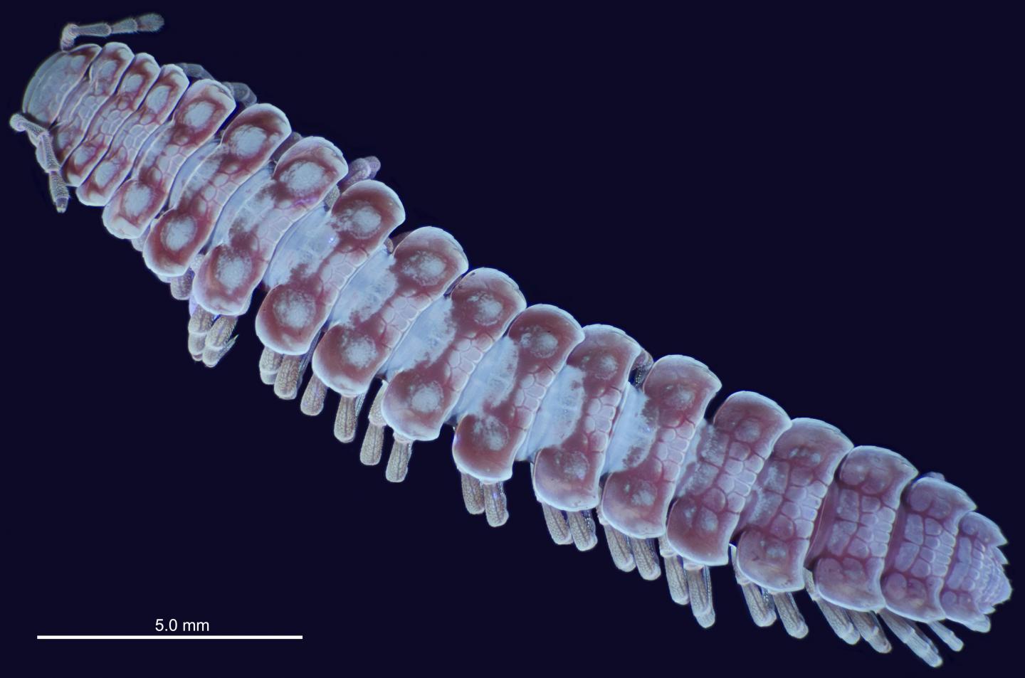 Millipede under Blacklight