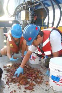 Coral Samples