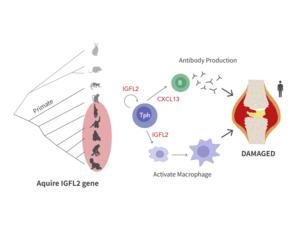 New Insights into Rheumatoid Arthritis Inflammation
