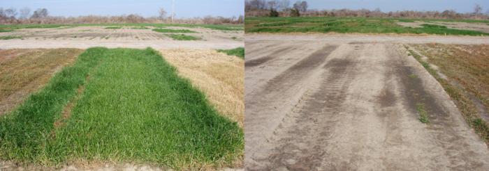 fall-applied residual herbicides option to control glyphosate-resistant Italian ryegrass.