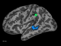 Knowledge of Words Influences Recognition of Speech Sounds