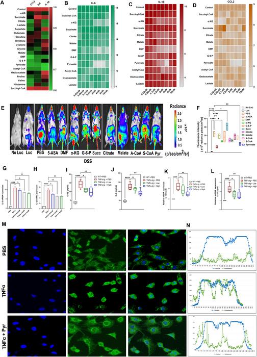 Pyruvate inhibits TNFα/NF-κB signaling and the expression of downstream pro-inflammatory genes.