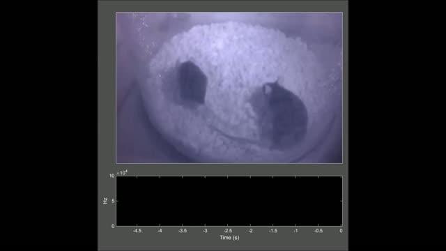 Courting Mouse Sing (1 of 2)