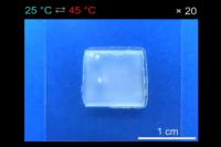 Stretching and Contracting Hydrogel