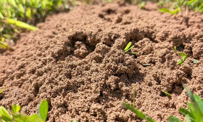 Fire Ant Mound