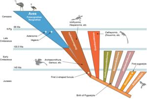 Latest Fossil and Genomic Evidence Traces Modern Birds to the Mesozoic Era