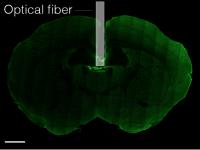 Optical Fiber