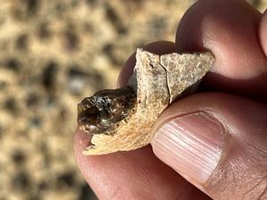 Masripithecus: A new Miocene ape from Egypt sheds light on the origins of modern apes