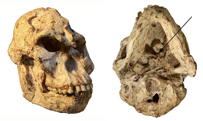 'Little Foot' Skull