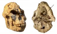 'Little Foot' Skull
